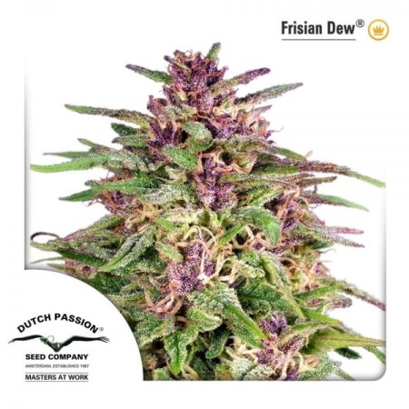 Frisian Dew | Feminized  | Dutch Passion Seeds