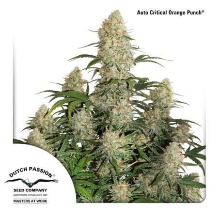 Critical Orange Punch | Feminized  | Dutch Passion Seeds