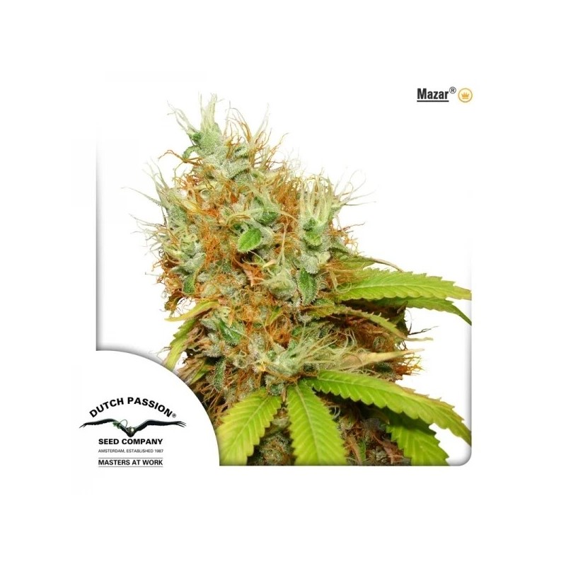 Mazar | Feminized  | Dutch Passion Seeds