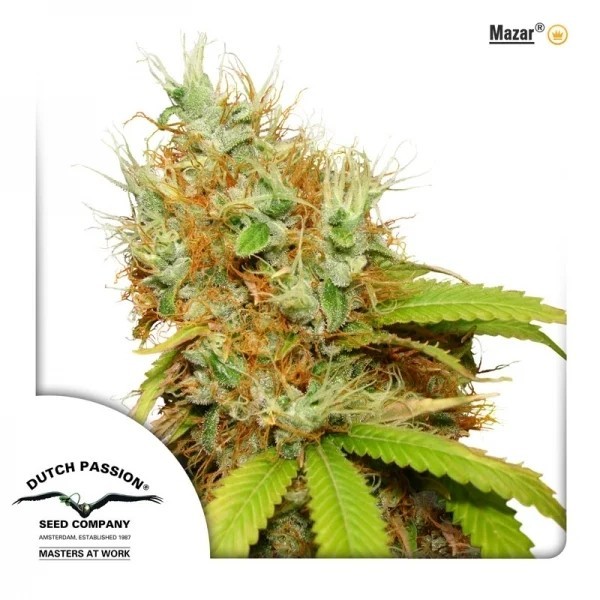 Mazar | Dutch Passion Seeds | Feminized