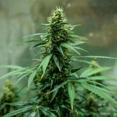 Royal Jack | Autoflowering | Royal Queen Seeds