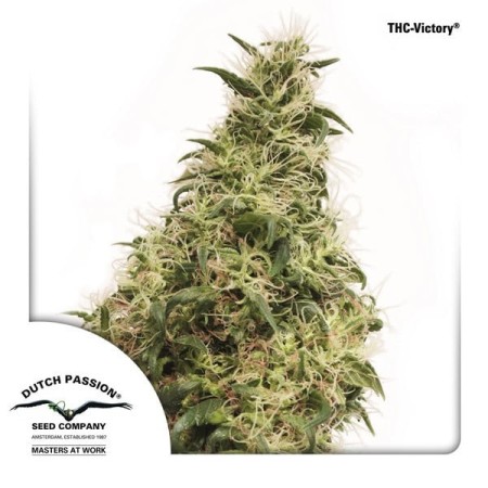 THC Victory | CBD | Dutch Passion Seeds