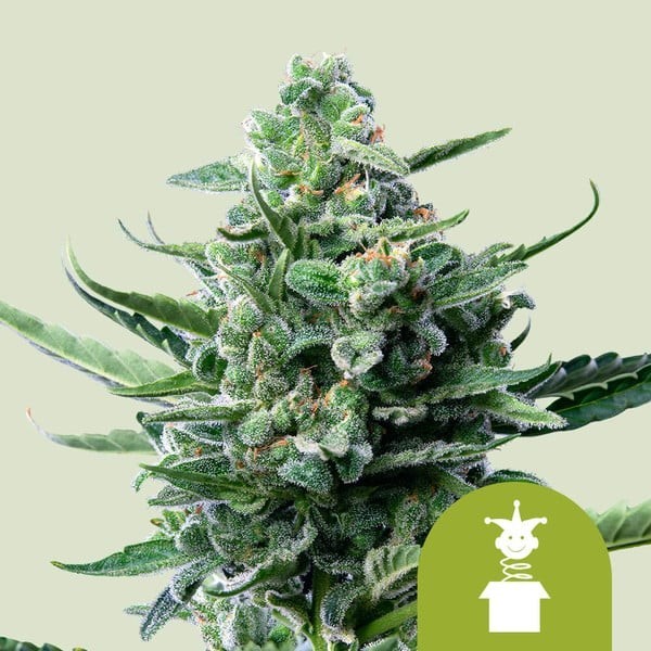 Royal Jack | Royal Queen Seeds | Autoflowering