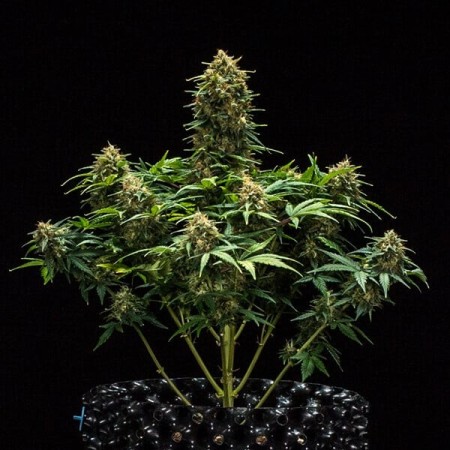 Sweet Skunk | Autoflowering |  Royal Queen Seeds
