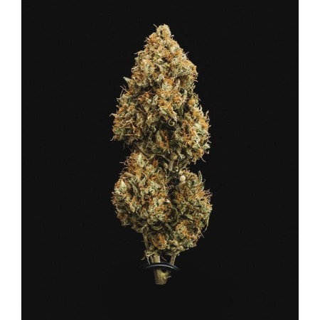 Sweet Skunk | Autoflowering |  Royal Queen Seeds