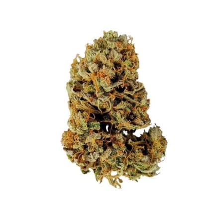 White Widow | Autoflowering | Royal Queen Seeds