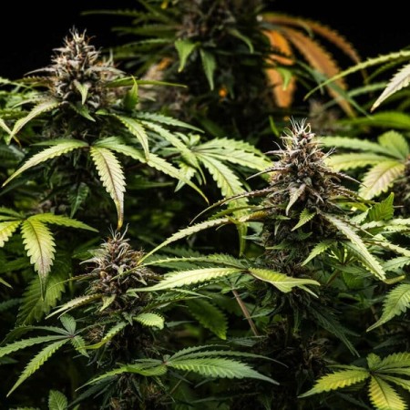White Widow | Autoflowering | Royal Queen Seeds