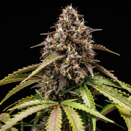 White Widow | Autoflowering | Royal Queen Seeds