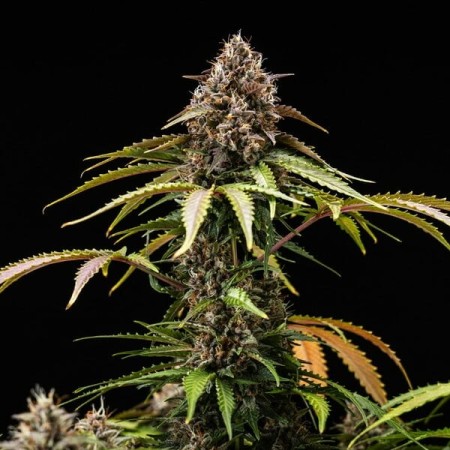 White Widow | Autoflowering | Royal Queen Seeds
