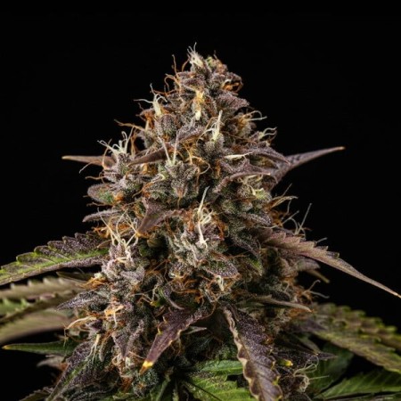 White Widow | Autoflowering | Royal Queen Seeds