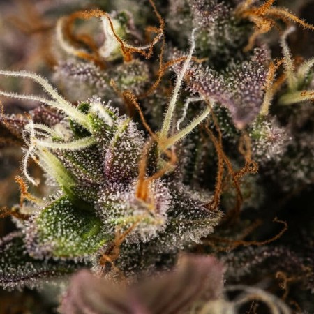 White Widow | Autoflowering | Royal Queen Seeds