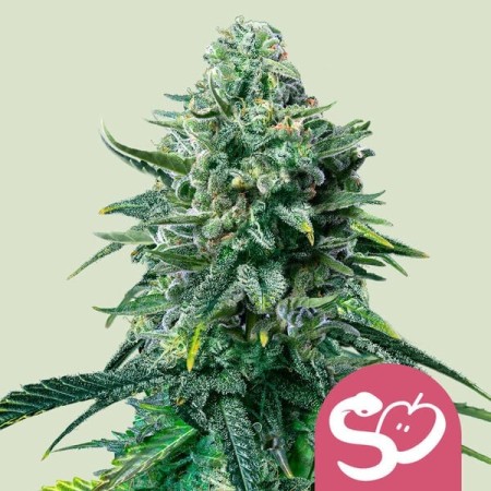 Forbidden Fruit | Feminized  | Royal Queen Seeds