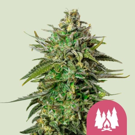 Larry OG | Feminized  | Royal Queen Seeds