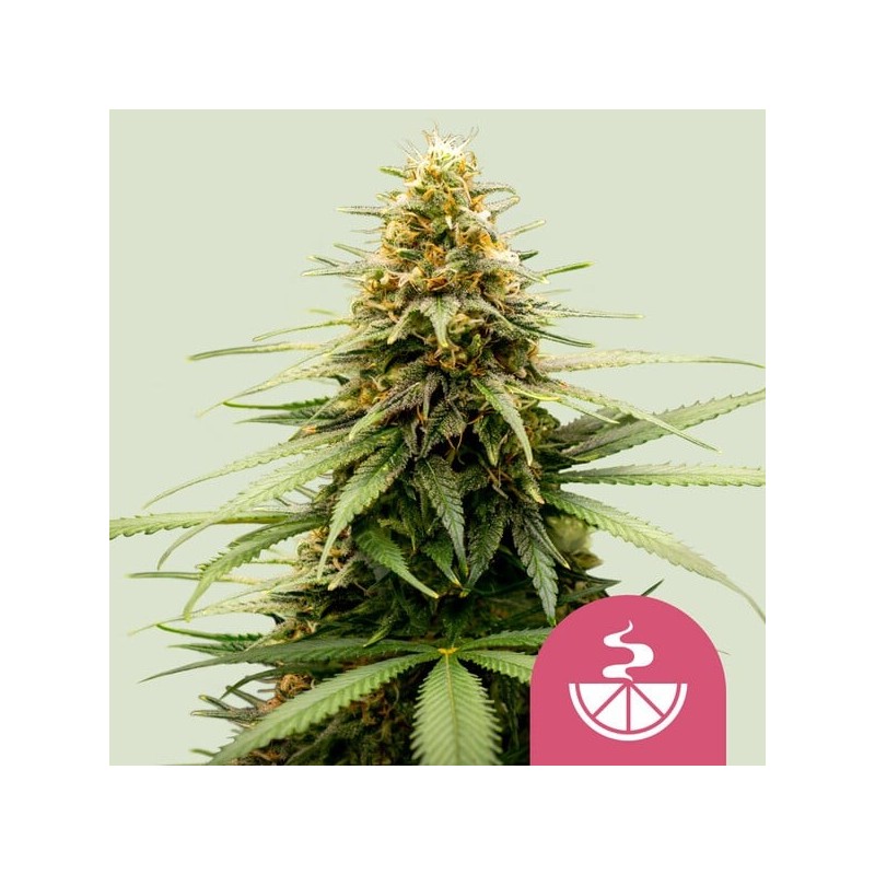 Lemon Skunk | Feminized  | Royal Queen Seeds