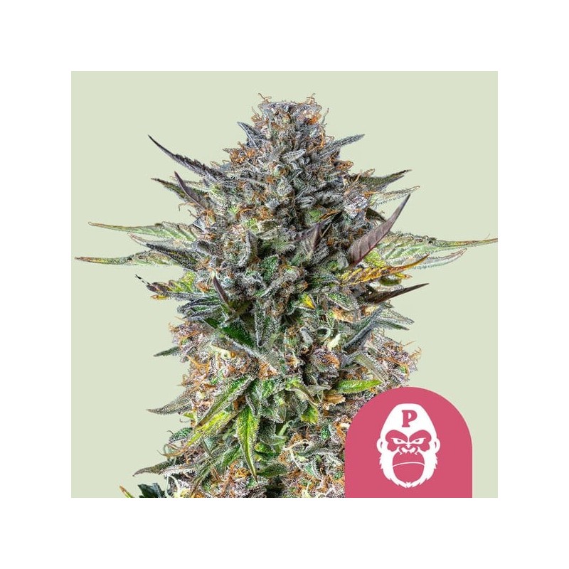 Pink Gorilla | Feminized  | Royal Queen Seeds