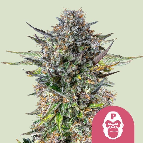 Pink Gorilla | Royal Queen Seeds | Feminized