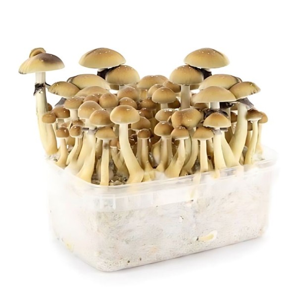 Myceliumbox Mckennaii 600CC | Paddo Kweekkit