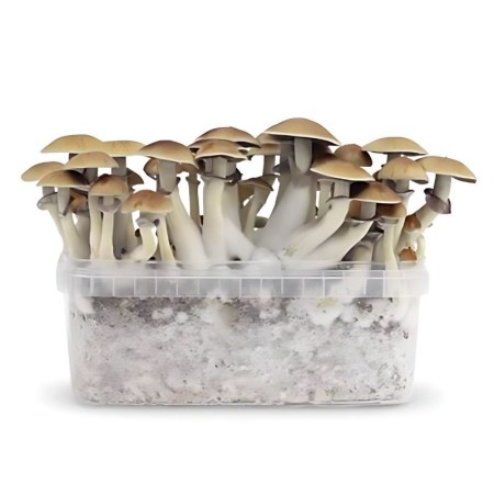 Mexican Paddo Kweekkit | Magic Mushrooms Kweken