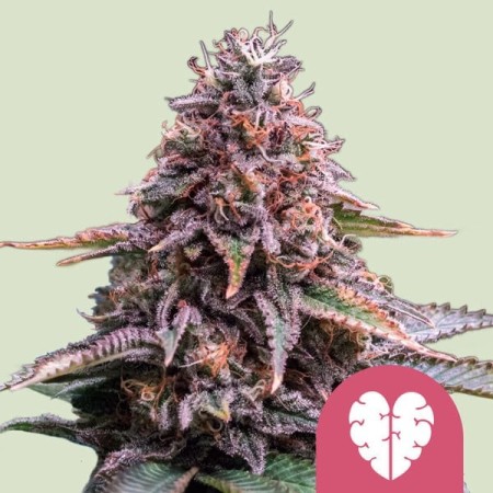 Pink Mist | Feminized  | Royal Queen Seeds