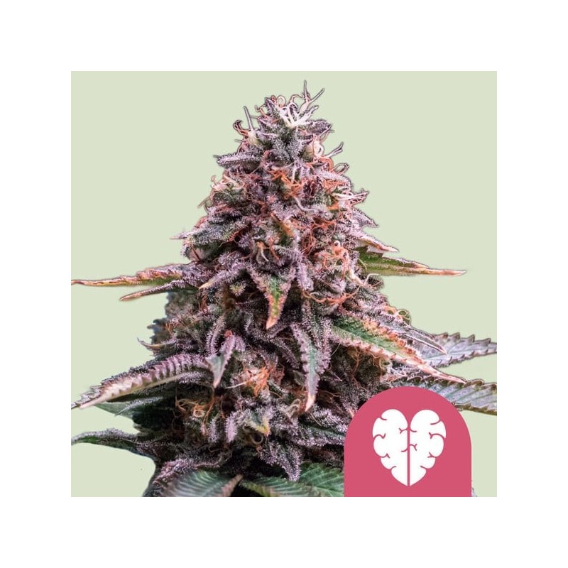 Pink Mist | Feminized  | Royal Queen Seeds