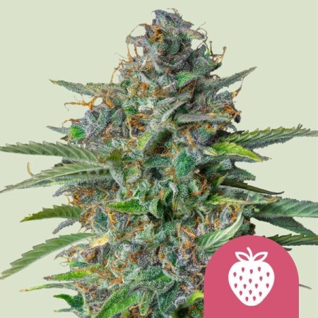 Strawberry Cough | Feminized  | Royal Queen Seeds