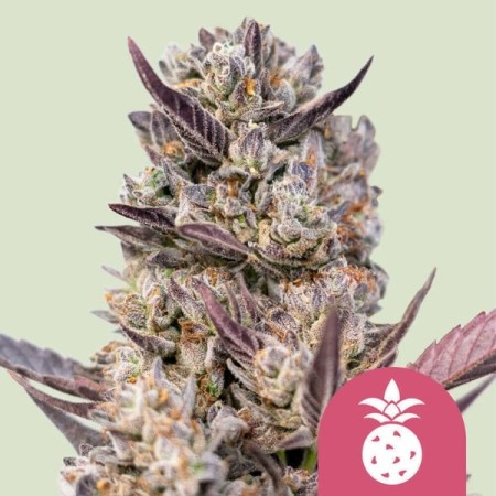Tropicana Cookies Purple | Feminized  | Royal Queen Seeds