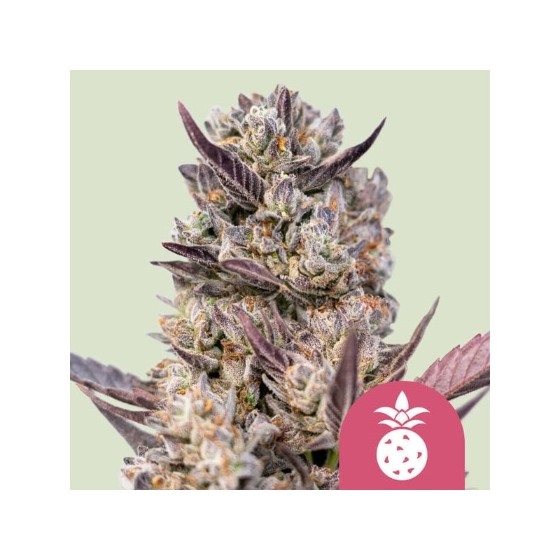 Tropicana Cookies Purple | Feminized  | Royal Queen Seeds