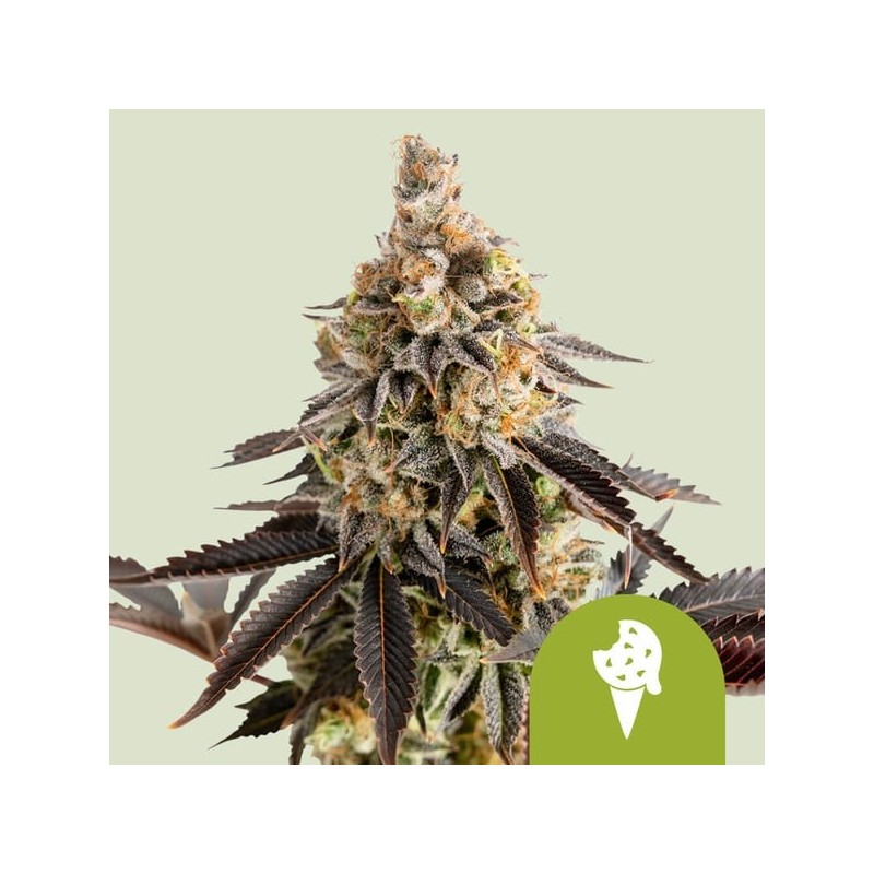 Cookies Gelato | Autoflowering | Royal Queen Seeds