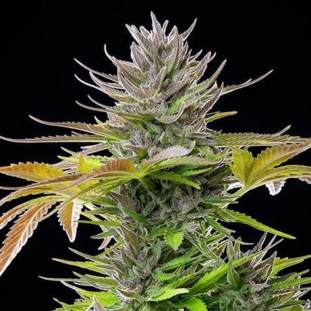 AMG  Amnesia Mac Ganja | Feminized  | Royal Queen Seeds