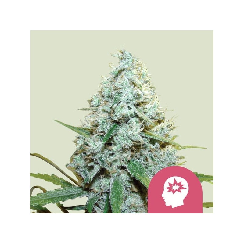 AMG  Amnesia Mac Ganja | Feminized  | Royal Queen Seeds