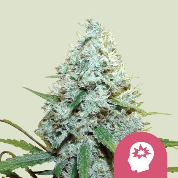 AMG  Amnesia Mac Ganja | Royal Queen Seeds | Feminized