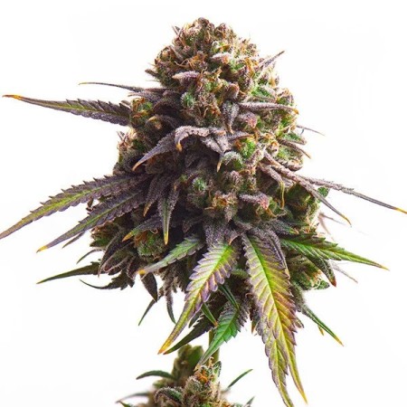 Biscotti | Feminized  | Royal Queen Seeds
