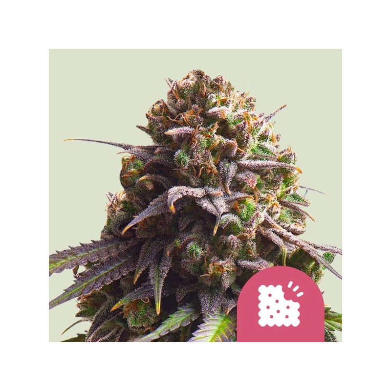 Biscotti | Feminized  | Royal Queen Seeds