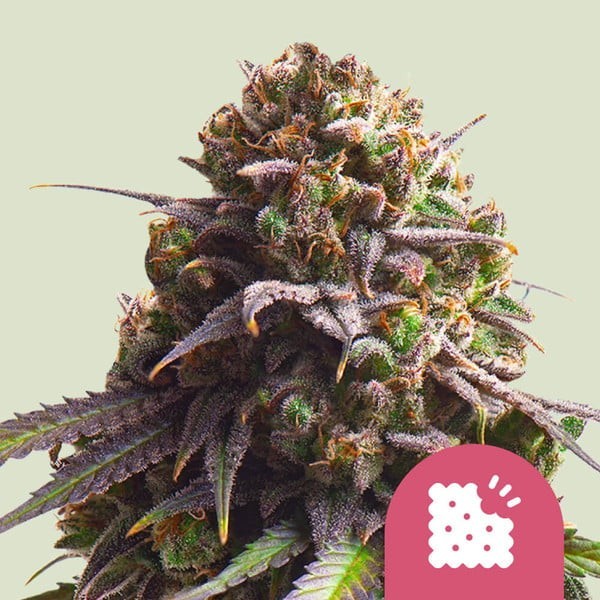 Biscotti | Royal Queen Seeds | Feminized
