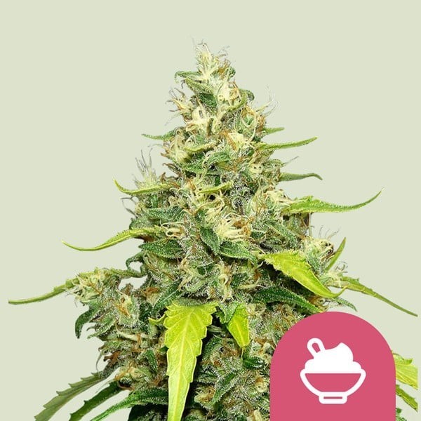 Blue Gelato | Royal Queen Seeds | Feminized