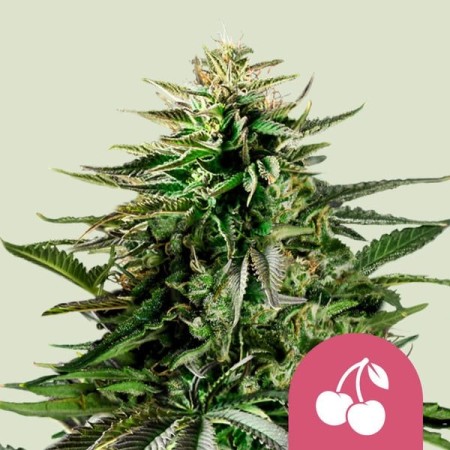 Cherry Pie | Feminized  | Royal Queen Seeds