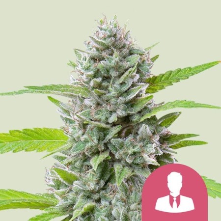 El Patron | Feminized  | Royal Queen Seeds