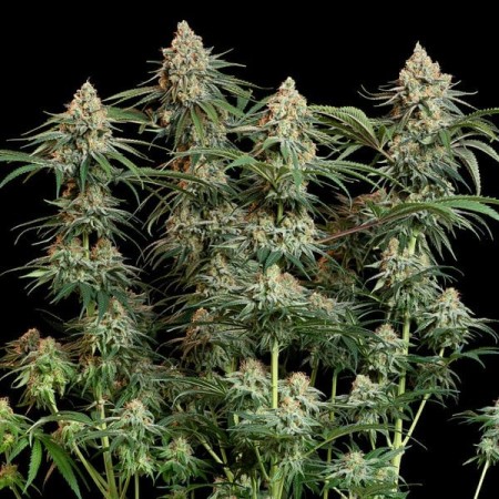 Granddaddy Purple | Feminized  | Royal Queen Seeds