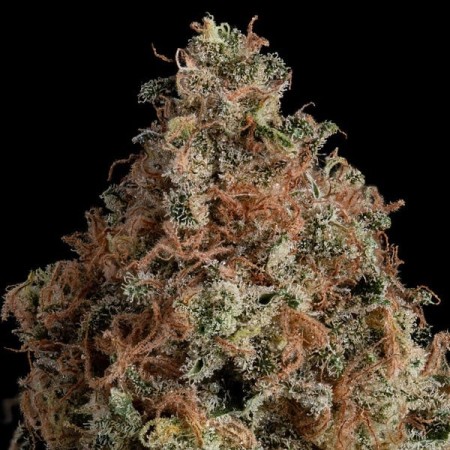 Granddaddy Purple | Feminized  | Royal Queen Seeds