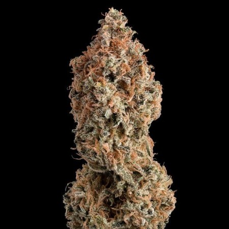 Granddaddy Purple | Feminized  | Royal Queen Seeds