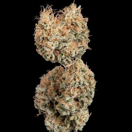 Granddaddy Purple | Feminized  | Royal Queen Seeds