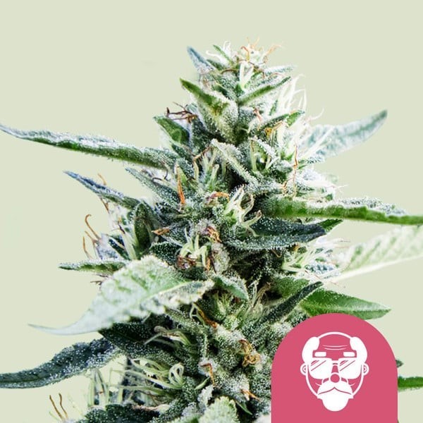 Granddaddy Purple | Royal Queen Seeds | Feminized