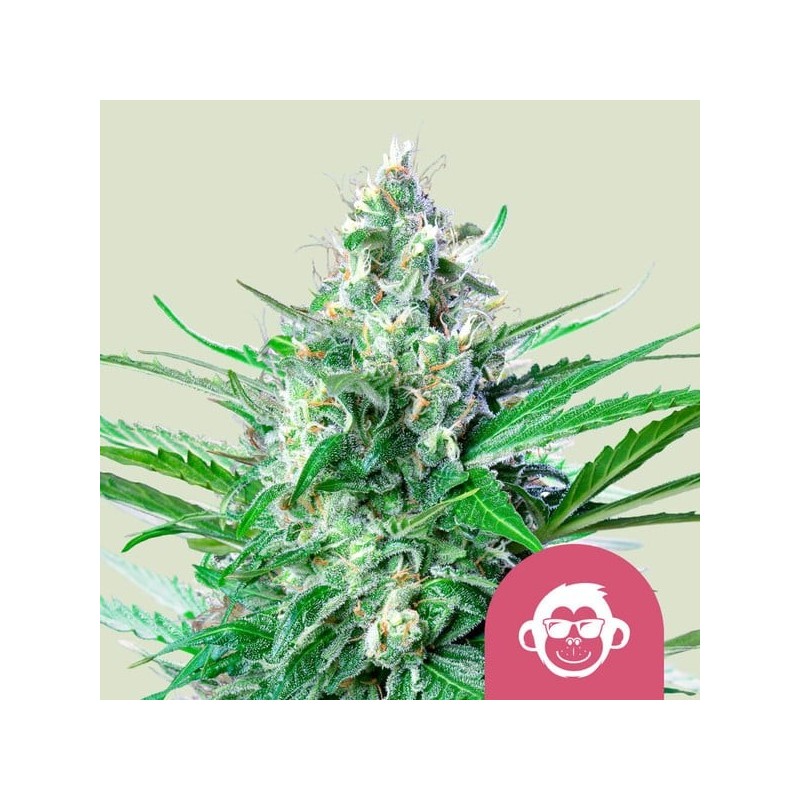 Grape Ape | Feminized  | Royal Queen Seeds