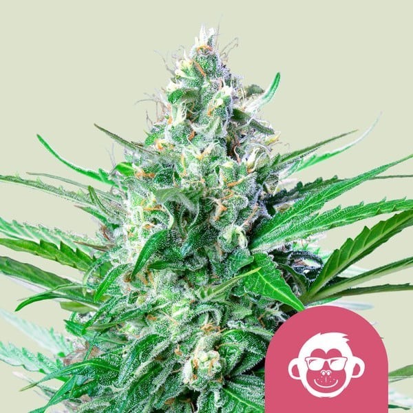 Grape Ape | Royal Queen Seeds | Feminized