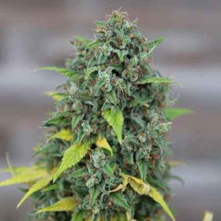 HulkBerry | Feminized  | Royal Queen Seeds