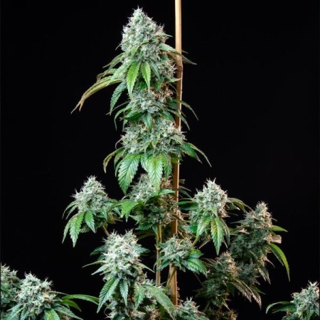 HulkBerry | Feminized  | Royal Queen Seeds