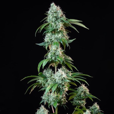 HulkBerry | Feminized  | Royal Queen Seeds