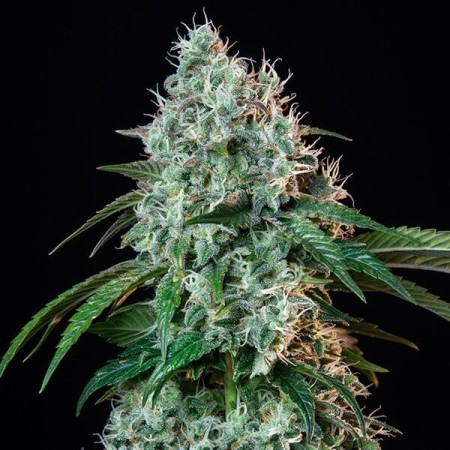 HulkBerry | Feminized  | Royal Queen Seeds