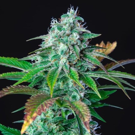 HulkBerry | Feminized  | Royal Queen Seeds
