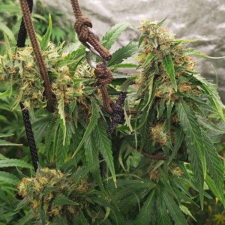 HulkBerry | Feminized  | Royal Queen Seeds